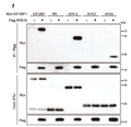 Anti-Myc-Tag antibody (STJ197346) – Figure 1 of 1