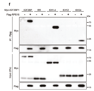 Anti-Myc-Tag antibody (STJ197346) – Figure 1 of 1