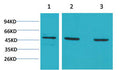 Anti-MAP2K5 antibody (STJ197347) – Figure 1 of 1