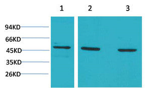 Anti-MAP2K5 antibody (STJ197347) – Figure 1 of 1