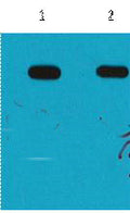Anti-MBP-Tag antibody (STJ197349) – Figure 1 of 1