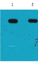 Anti-MBP-Tag antibody (STJ197349) – Figure 1 of 1