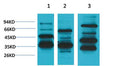 Anti-MAS1 antibody (STJ197350) – Figure 1 of 1