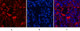 Anti-MAP1LC3B antibody (STJ197355) – Figure 1 of 1