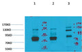 Anti-KCNH7 antibody (1130-1180 aa) (STJ197357) – Figure 1 of 1