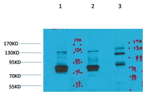 Anti-KCNH7 antibody (1130-1180 aa) (STJ197357) – Figure 1 of 1