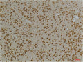 Anti-KCNG3 antibody (335-385 aa) (STJ197360) – Figure 1 of 1