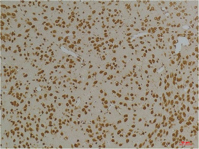 Anti-KCNG3 antibody (335-385 aa) (STJ197360) – Figure 1 of 1