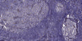 Anti-KNG1 antibody (STJ197362) – Figure 1 of 1