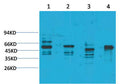 Anti-KCNN4 antibody (177-227 aa) (STJ197363) – Figure 1 of 1