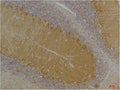 Anti-KCNN3 antibody (161-211 aa) (STJ197364) – Figure 1 of 1