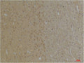 Anti-KCNK4 antibody (38-88 aa) (STJ197367) – Figure 1 of 1