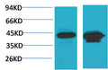 Anti-HAO1 antibody (STJ197373) – Figure 1 of 1