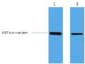 Anti-GST-Tag antibody (STJ197374) – Figure 1 of 1