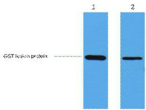 Anti-GST-Tag antibody (STJ197374) – Figure 1 of 1