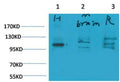 Anti-GRIA1 antibody (773-823 aa) (STJ197376) – Figure 1 of 1