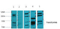 Anti-NR3C1 antibody (STJ197377) – Figure 1 of 1