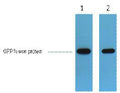 Anti-GFP-Tag antibody (STJ197379) – Figure 1 of 1