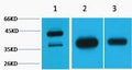 Anti-GAP43 antibody (STJ197381) – Figure 1 of 1