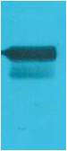Anti-GAL4 Activation Domain antibody (STJ197383) – Figure 1 of 1