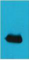Anti-EYFP antibody (STJ197392) – Figure 1 of 1
