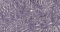 Anti-MAPK3 antibody (STJ197394) – Figure 1 of 1