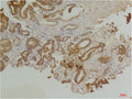 Anti-EDNRB antibody (270-350 aa) (STJ197396) – Figure 1 of 1