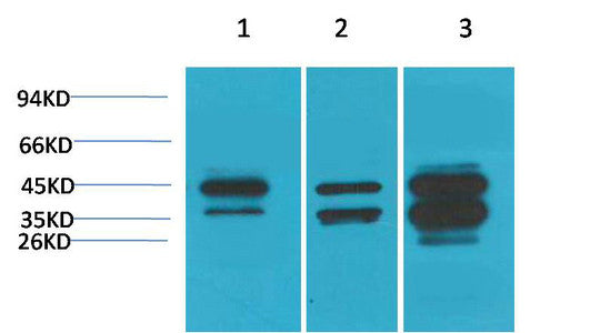 Anti-DUSP6 antibody (STJ197401) – Figure 1 of 1