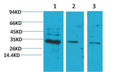 Anti-CNTF antibody (STJ197406) – Figure 1 of 1
