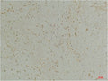 Anti-CLIC1 antibody (166-216 aa) (STJ197407) – Figure 1 of 1