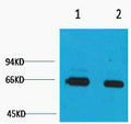 Anti-Bovine Serum Albumin antibody (STJ197425) – Figure 1 of 1