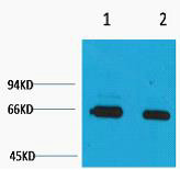 Anti-Bovine Serum Albumin antibody (STJ197425) – Figure 1 of 1