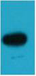 Anti-BFP antibody (STJ197428) – Figure 1 of 1
