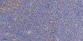 Anti-ATG7 antibody (STJ197433) – Figure 1 of 1