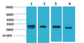 Anti-PRKAB2 antibody (STJ197441) – Figure 1 of 1