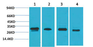 Anti-PRKAB2 antibody (STJ197441) – Figure 1 of 1
