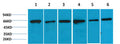 Anti-PRKAA2 antibody (STJ197442) – Figure 1 of 1