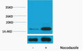Anti-Phospho-Histone H3-Tyr41 antibody (STJ197452) – Figure 1 of 1