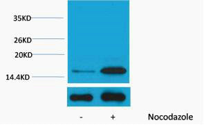 Anti-Phospho-Histone H3-Tyr41 antibody (STJ197452) – Figure 1 of 1