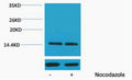 Anti-Phospho-Histone H2A-Ser129 antibody (STJ197461) – Figure 1 of 1