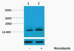 Anti-Phospho-Histone H1-Thr3 antibody (STJ197462) – Figure 1 of 1