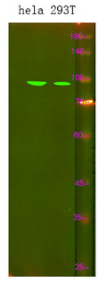 Anti-SPINK7 antibody (1-50 aa) (STJ198359) – Figure 1 of 1