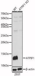 Anti-ATPIF1 antibody (26-106) (STJ22734) – Figure 1 of 1