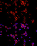 Anti-CD19 antibody (457-556) (STJ22976) – Figure 1 of 1