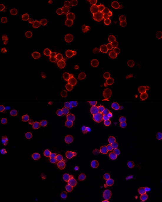 Anti-CD19 antibody (457-556) (STJ22976) – Figure 1 of 1