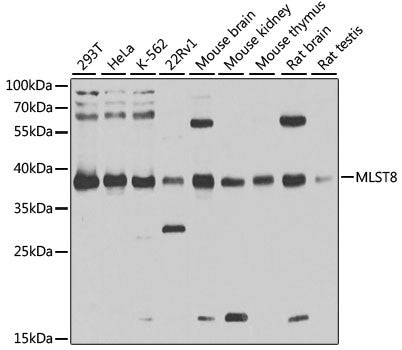 Anti-MLST8 antibody (1-326) (STJ24568) – Figure 1 of 1