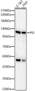 Anti-PIK3CB antibody (410-600) (STJ24994) – Figure 1 of 1