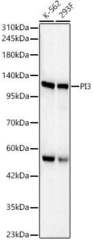 Anti-PIK3CB antibody (410-600) (STJ24994) – Figure 1 of 1