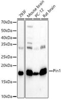Anti-PIN1 antibody (1-163) (STJ25001) – Figure 1 of 1