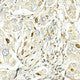 Anti-STK11 antibody (134-433) (STJ25732) – Figure 1 of 1